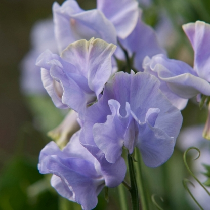 Picture of Sweet Pea - Charlies Angel